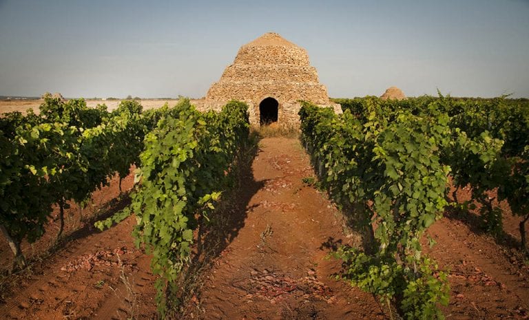 Typical Puglia's vineyards