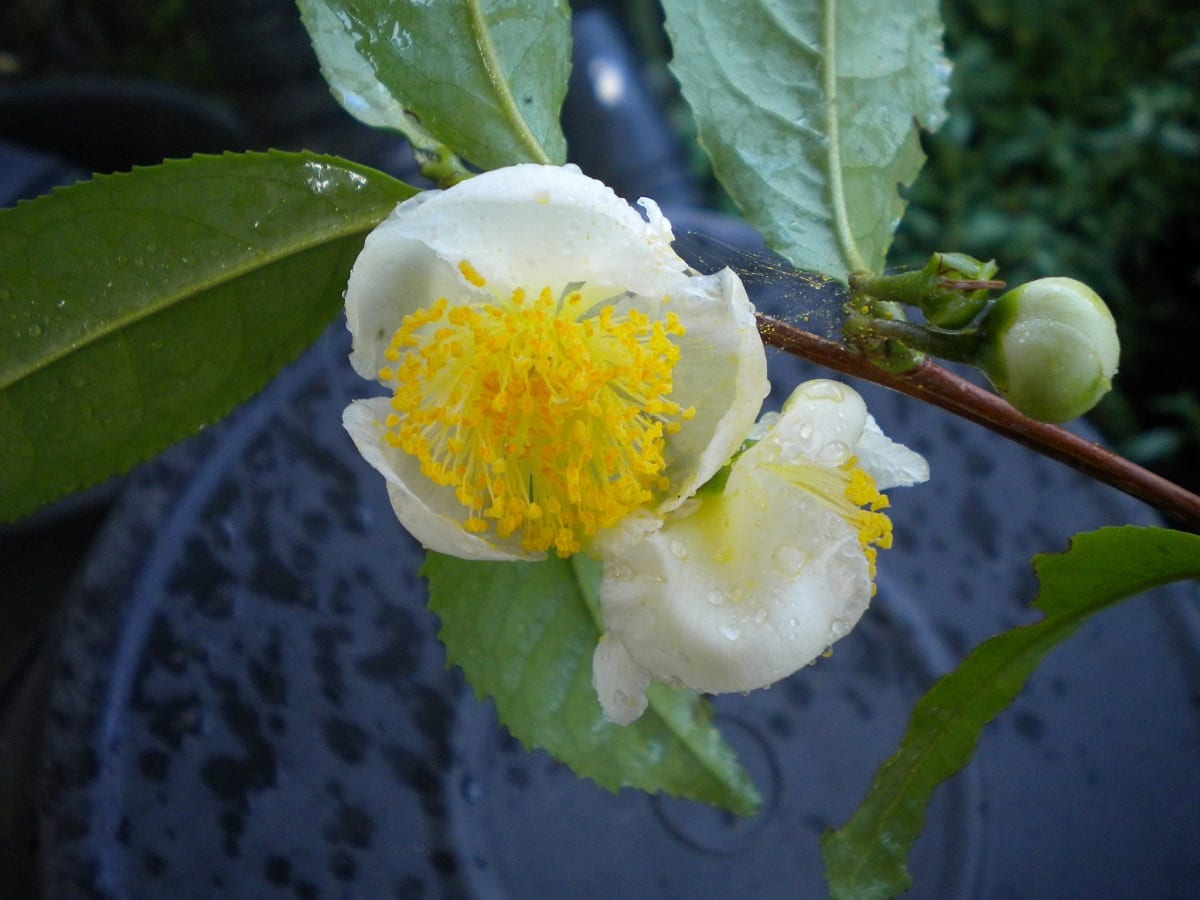 Fiore di camellia sinensis