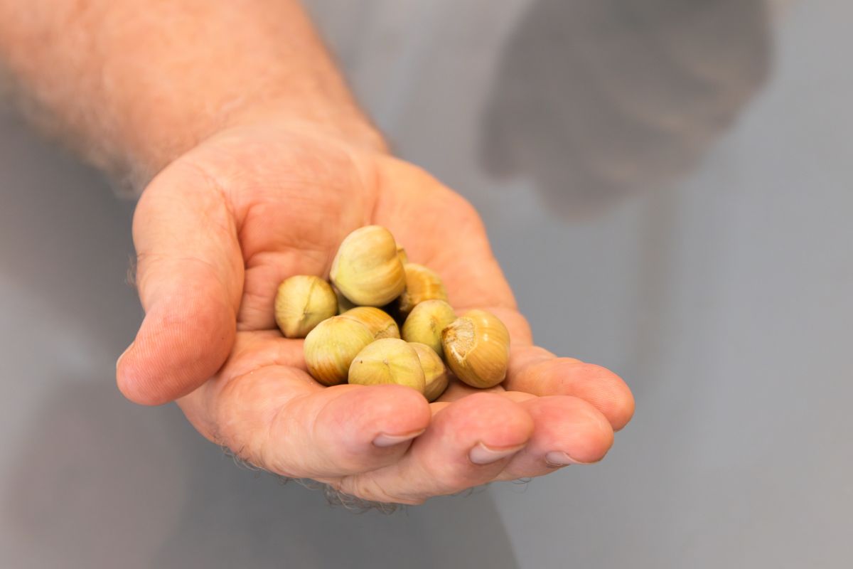 |Nocciola Piemonte IGP delle Langhe 2