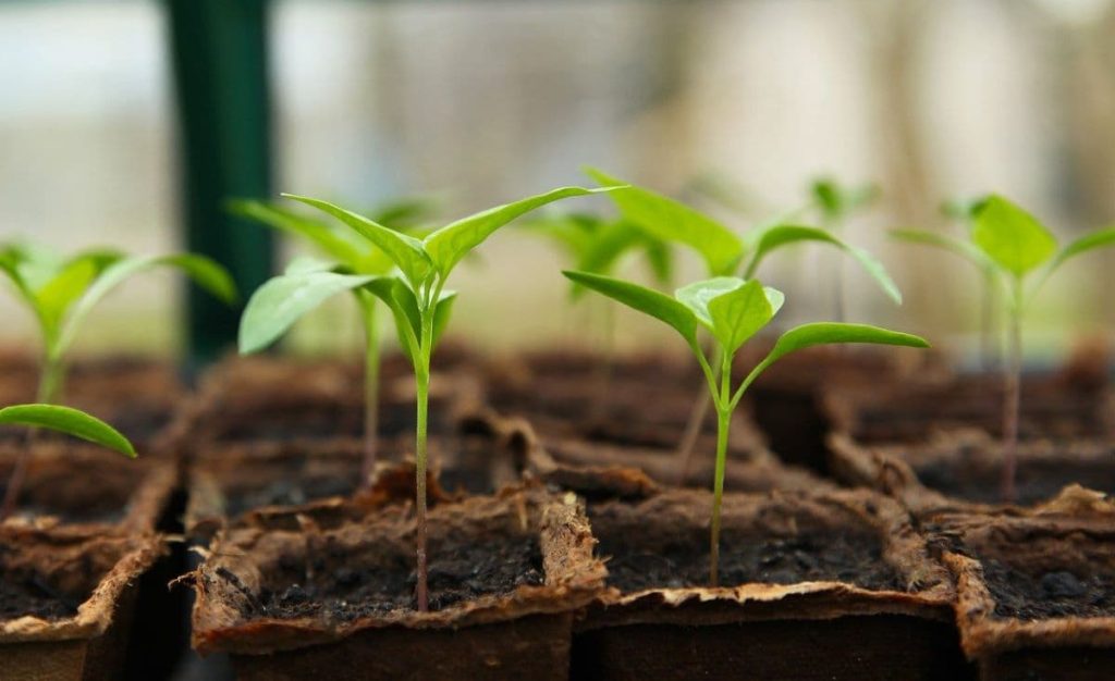 Agricoltura urbana|Grafico smart agrifood