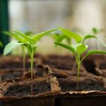 Agricoltura urbana|Grafico smart agrifood