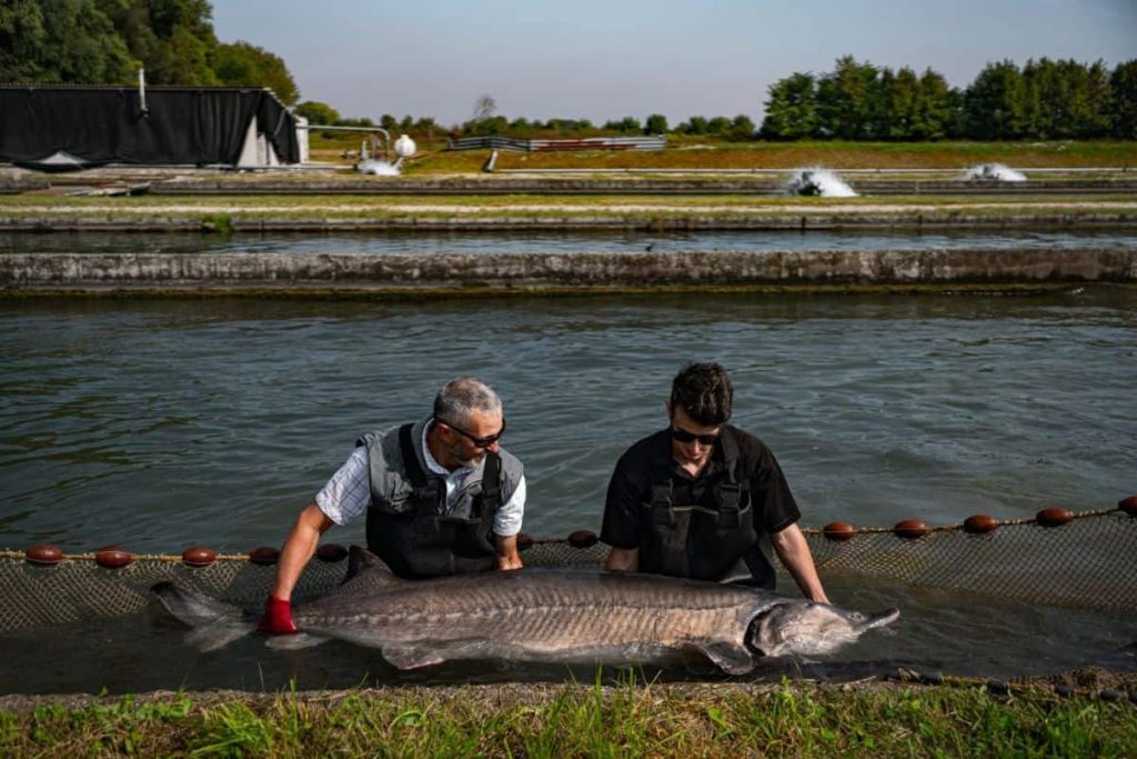 Storione dell'allevamento Cru Caviar|||Allevamento di storioni Ars Italica Caviar||Pesca dello storione Acipenser naccarii nel fiume Po|Piatto a base di storione e caviale - foto di Modestino Tozzi||Storione Russo o Danubiano - Acipenser gueldenstaedtii - Ars Italica Caviar|Storioni nel mercato di Piacenza negli anni Trenta|||Storione bianco affumicato