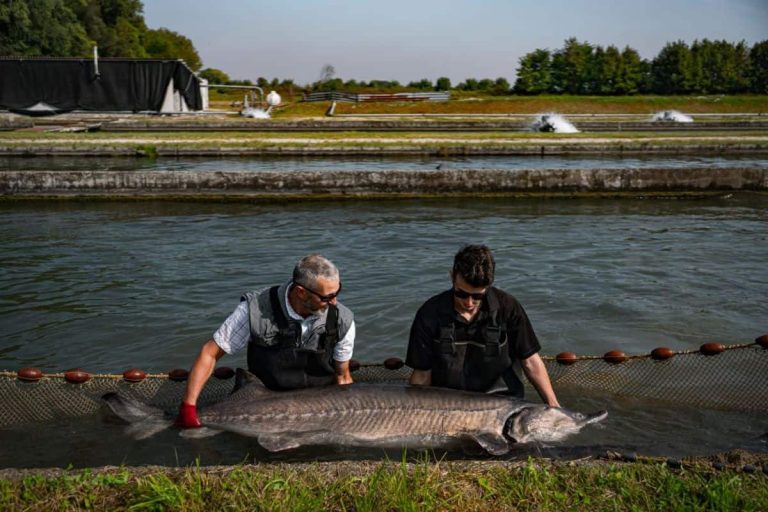 Storione dell'allevamento Cru Caviar|||Allevamento di storioni Ars Italica Caviar||Pesca dello storione Acipenser naccarii nel fiume Po|Piatto a base di storione e caviale - foto di Modestino Tozzi||Storione Russo o Danubiano - Acipenser gueldenstaedtii - Ars Italica Caviar|Storioni nel mercato di Piacenza negli anni Trenta|||Storione bianco affumicato