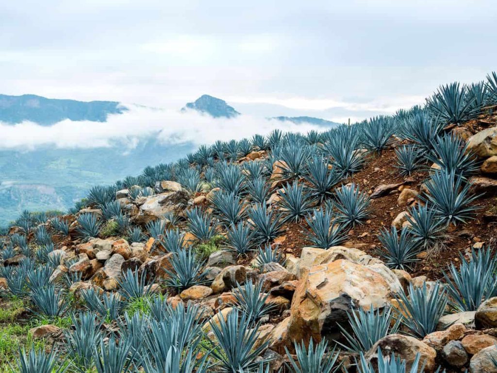 agave blu