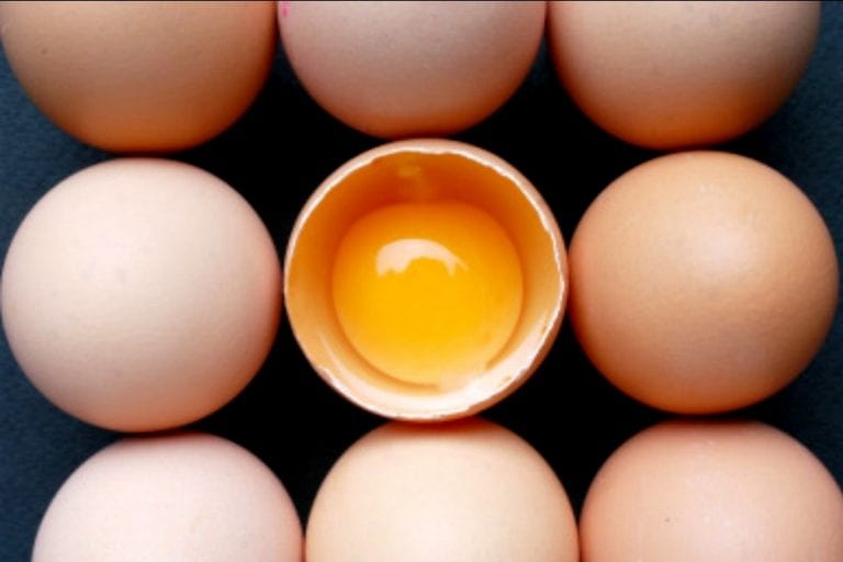 Più sane le galline, più sane le uova! - Biobontà